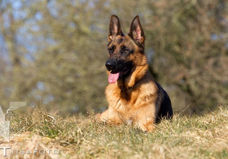 Schæferhund Soya billede 3