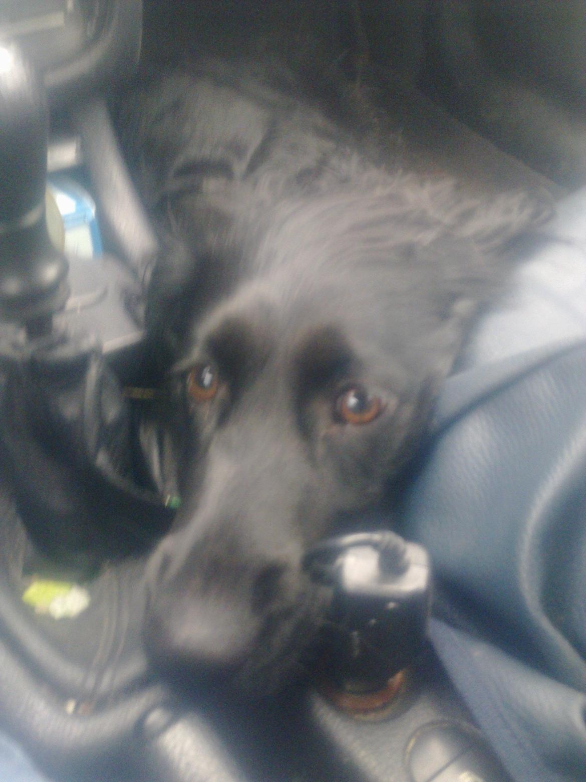 Cocker spaniel Bella - sådan ser hun ud når vi køre bil... skønne bløde øjne billede 2