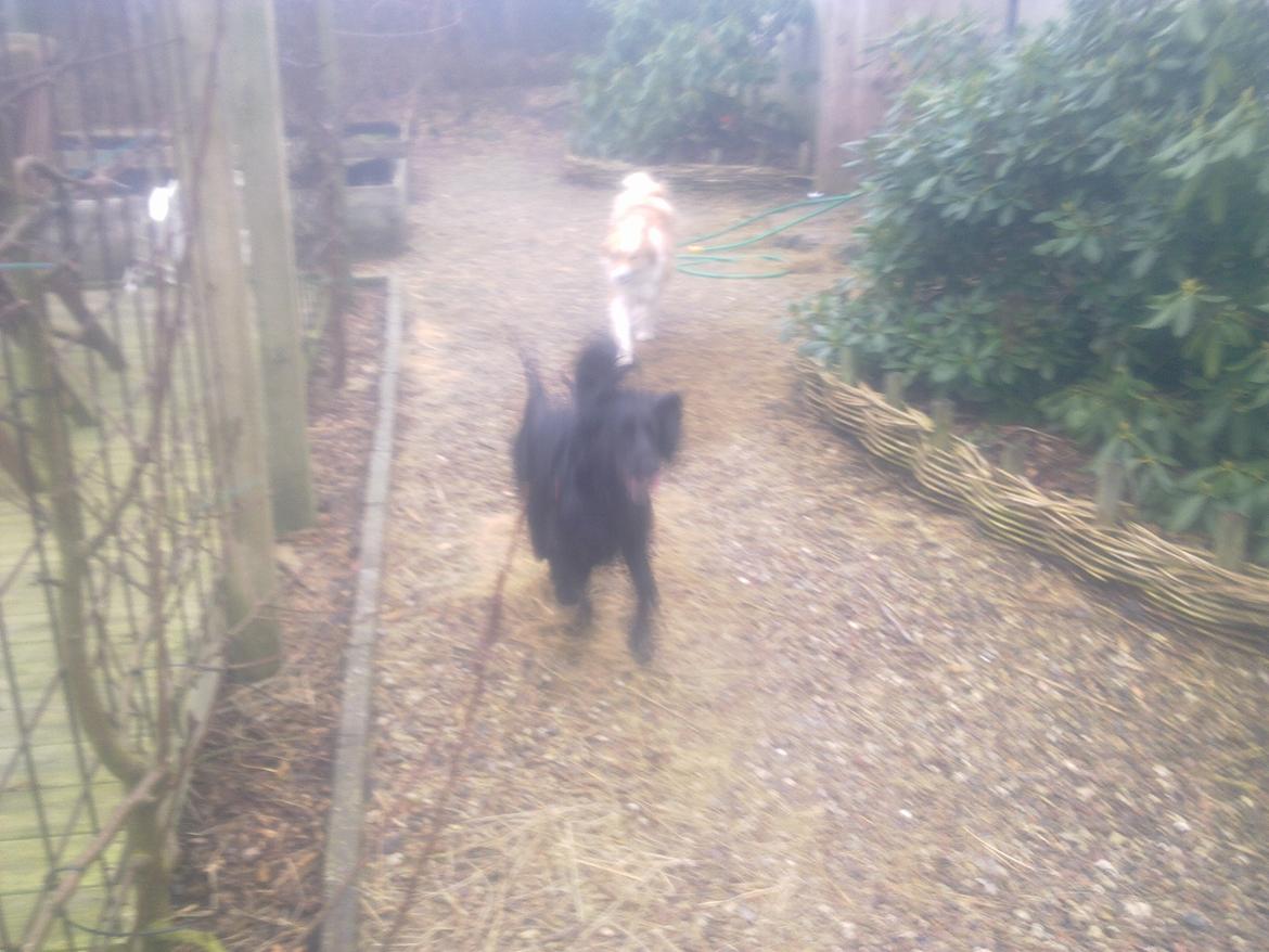 Cocker spaniel Bella - ved indkald <3 billede 3