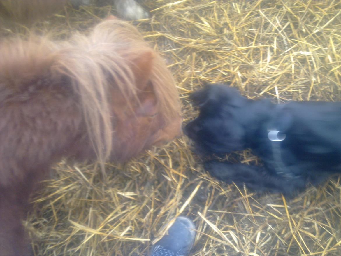 Cocker spaniel Bella - hilser pænt på hannibal vores pony  billede 4