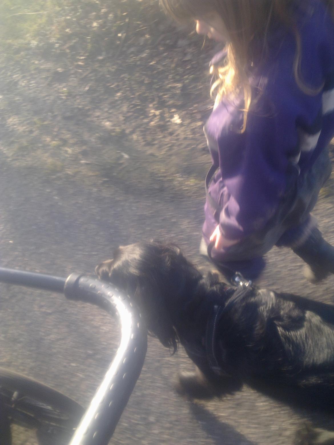 Cocker spaniel Bella - se hvor pænt hun kan gå... billede 5