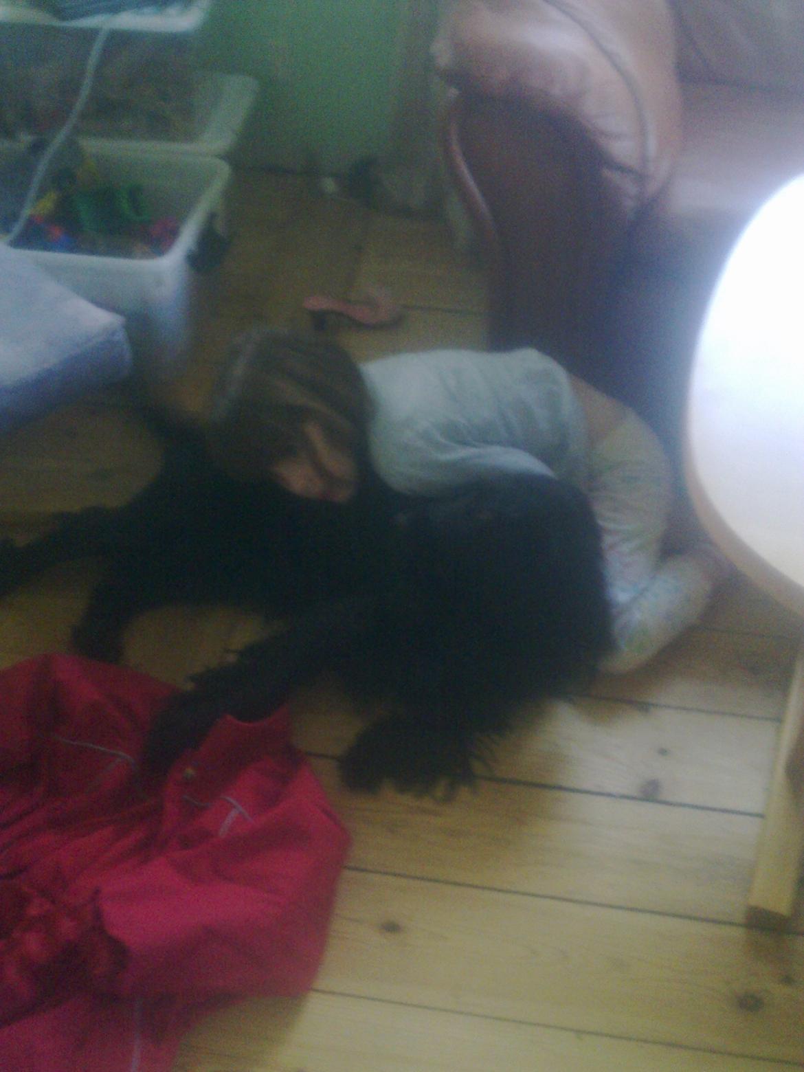 Cocker spaniel Bella - hyggestund med Ehlana billede 7