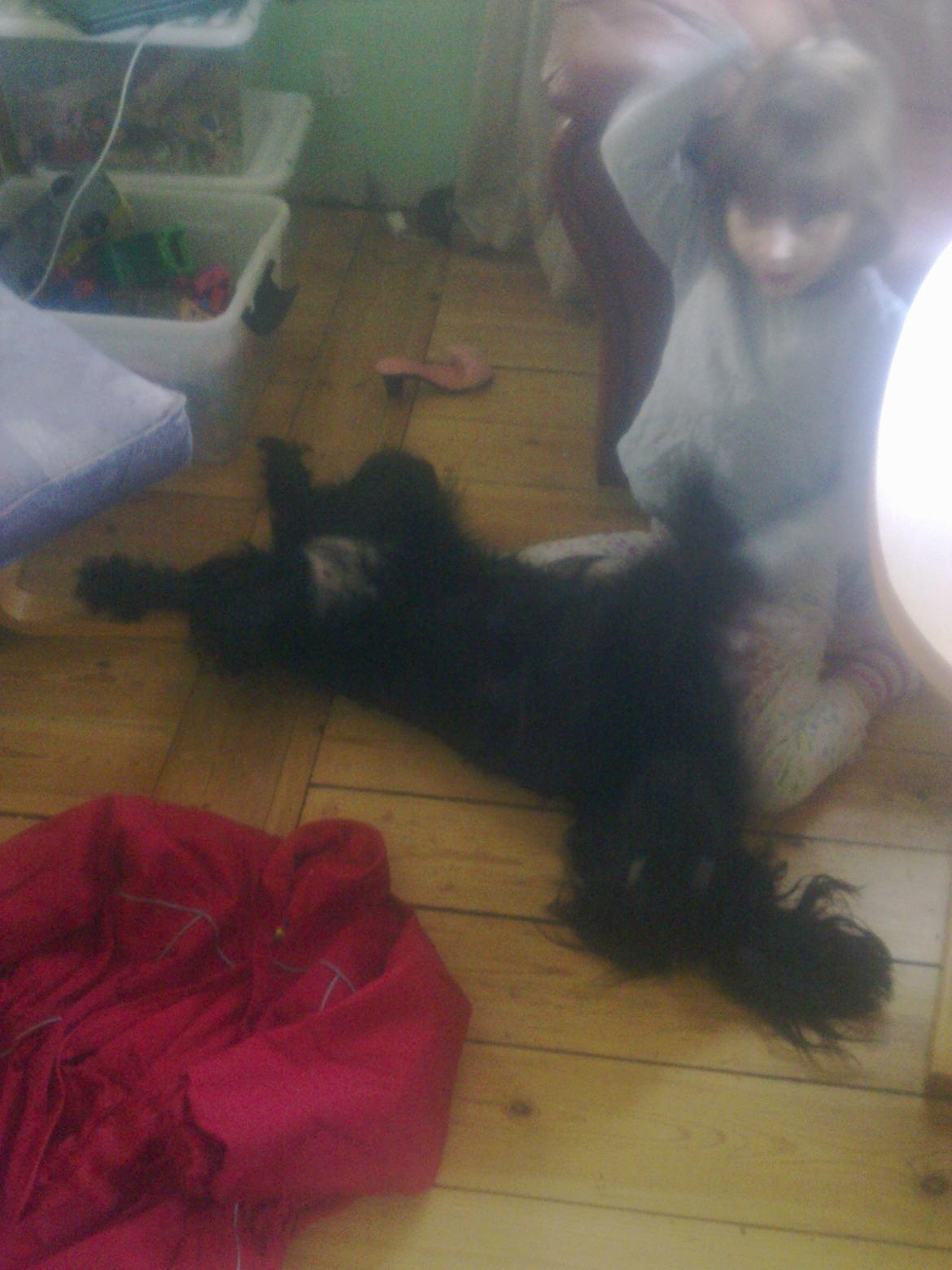 Cocker spaniel Bella - mmmmm dejligt billede 8