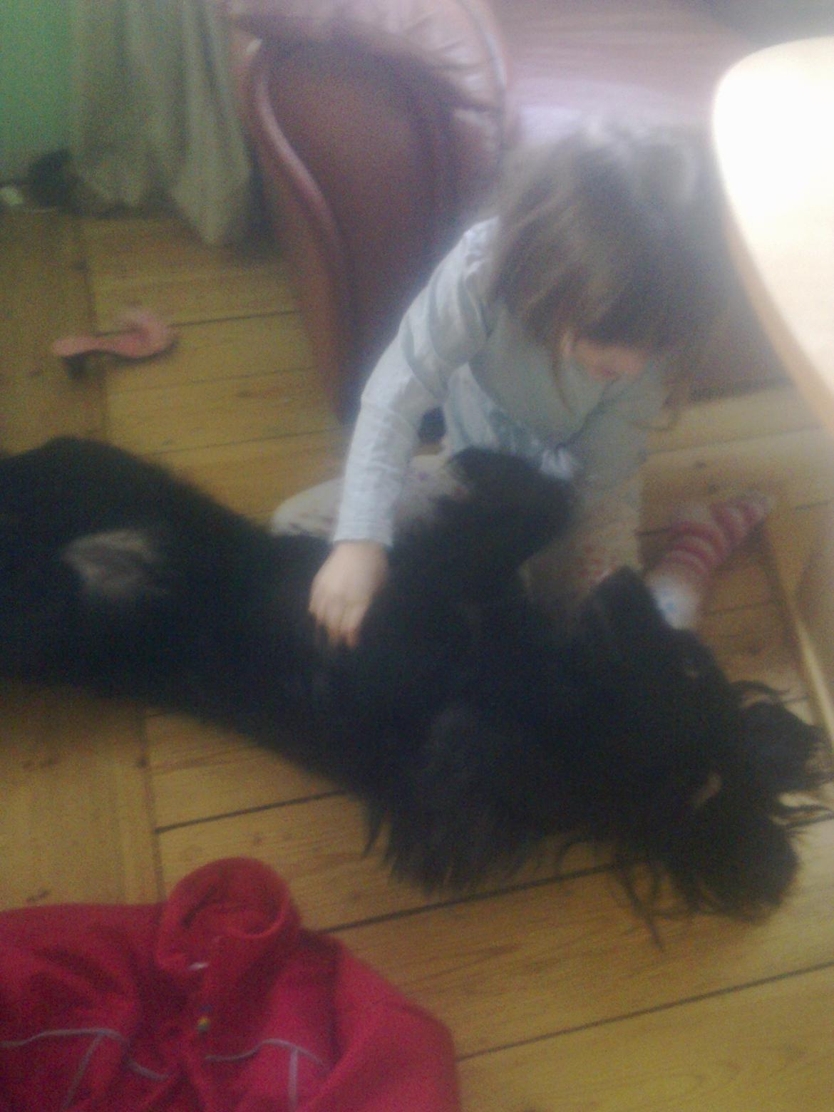 Cocker spaniel Bella - mmmmmmmmm dejligt billede 9