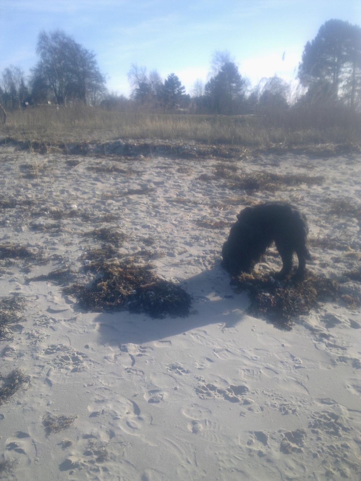 Cocker spaniel Bella - første gang ved stranden... billede 10