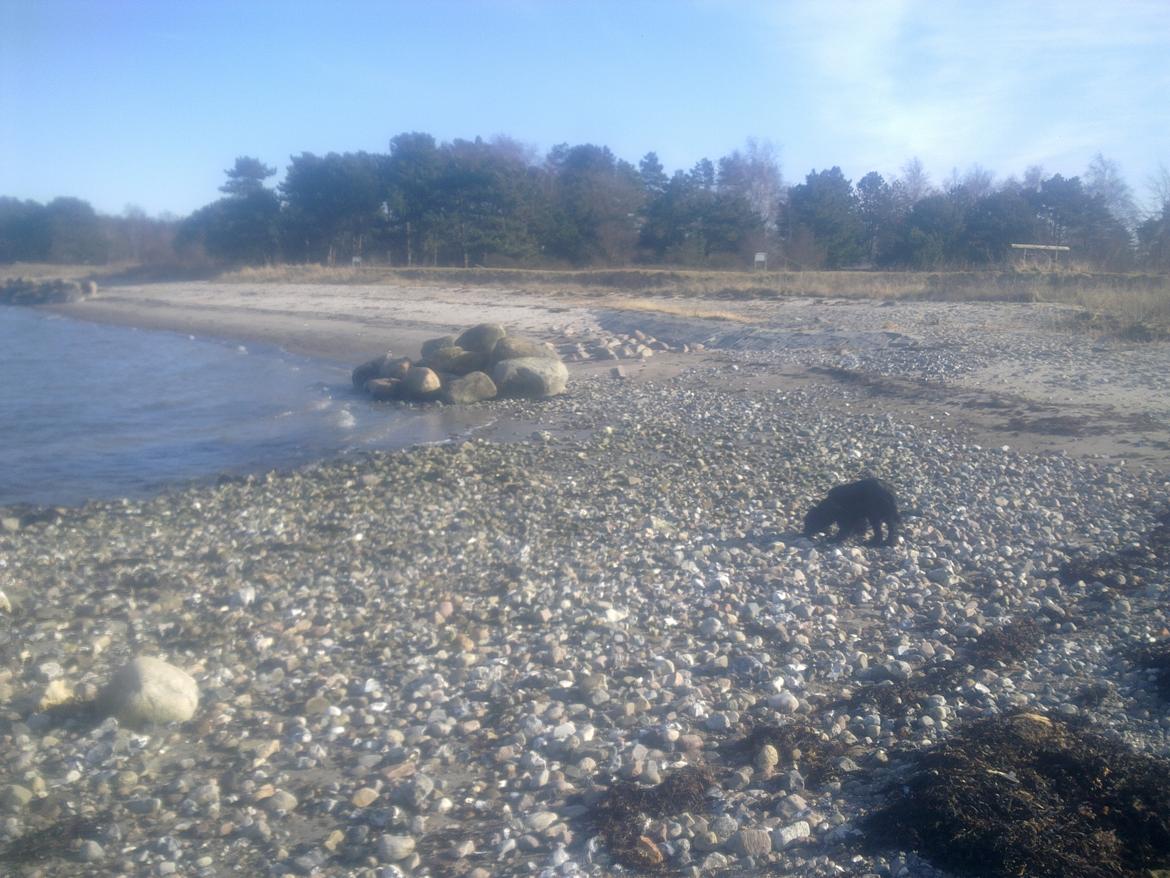 Cocker spaniel Bella billede 11