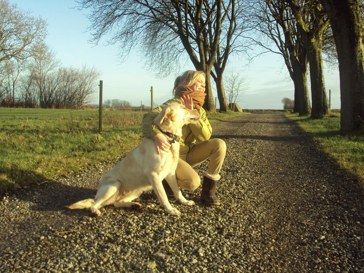 Labrador retriever Smilla billede 7