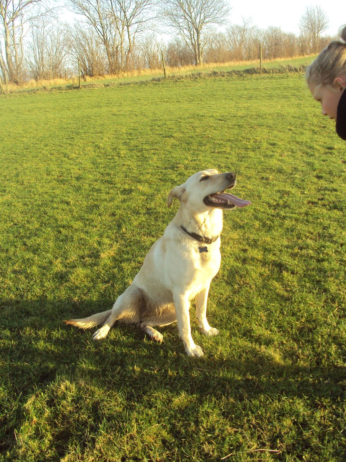 Labrador retriever Smilla billede 10