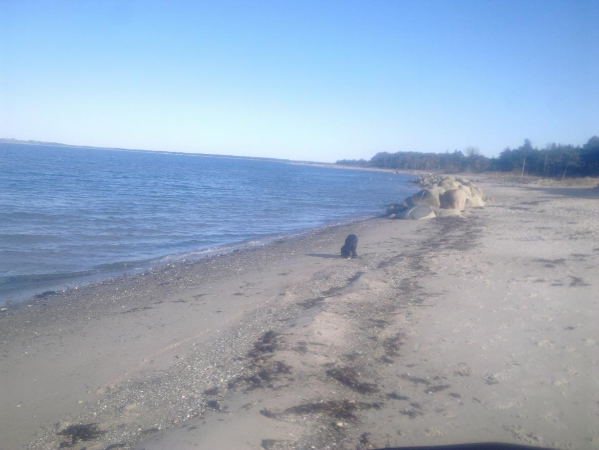 Cocker spaniel Bella billede 12