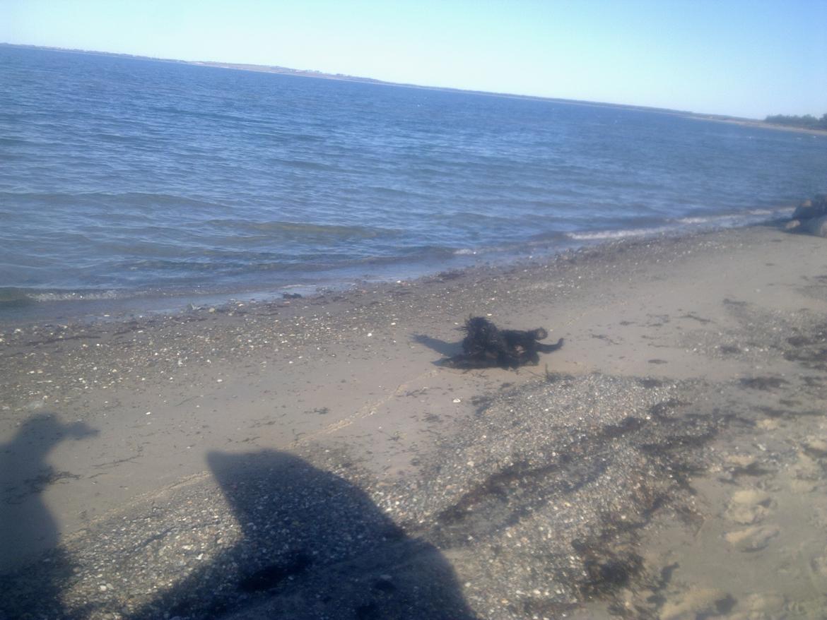 Cocker spaniel Bella billede 13