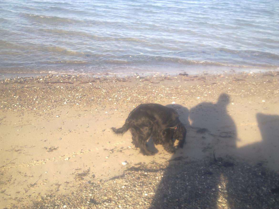 Cocker spaniel Bella billede 14