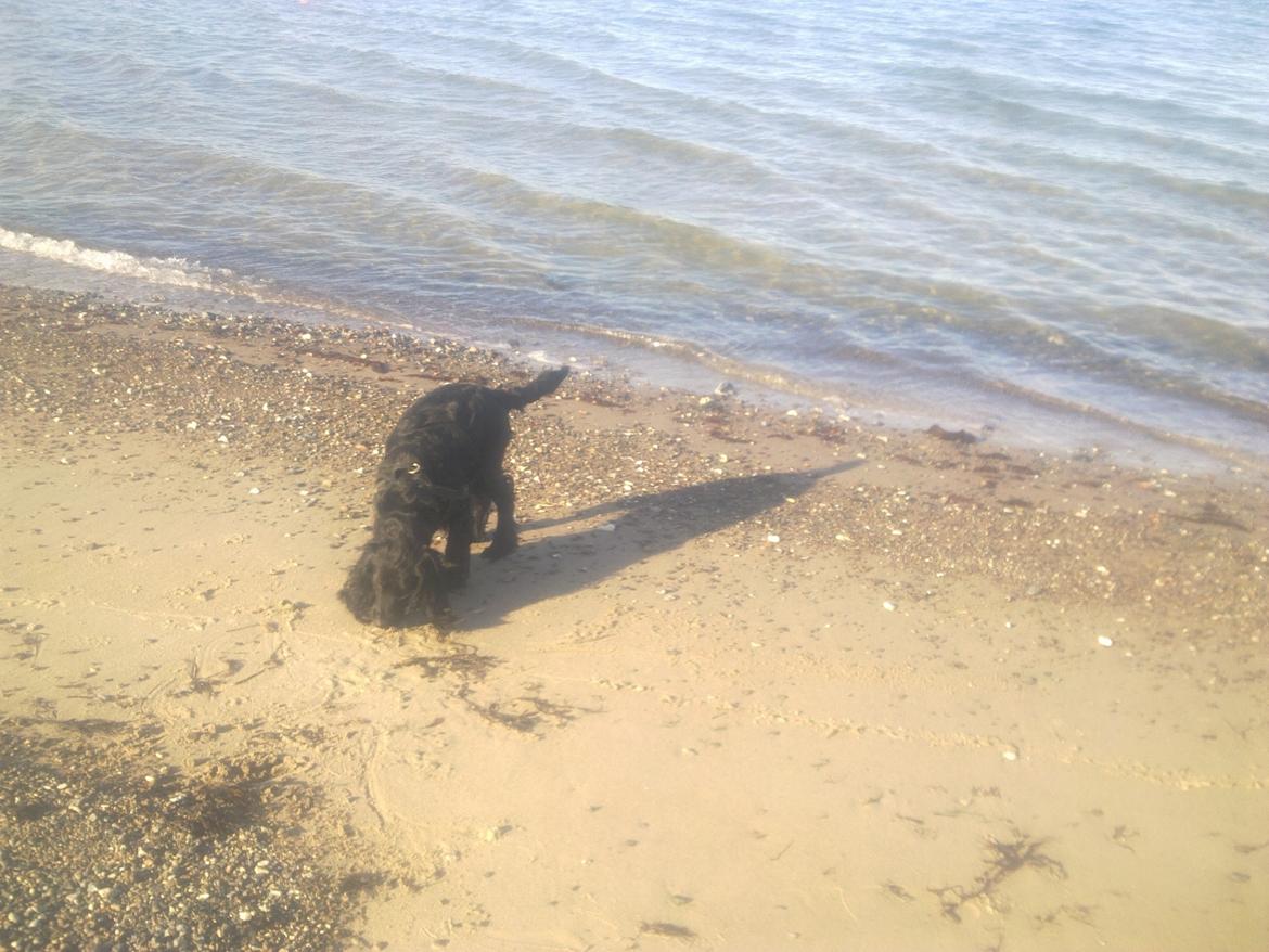 Cocker spaniel Bella billede 15