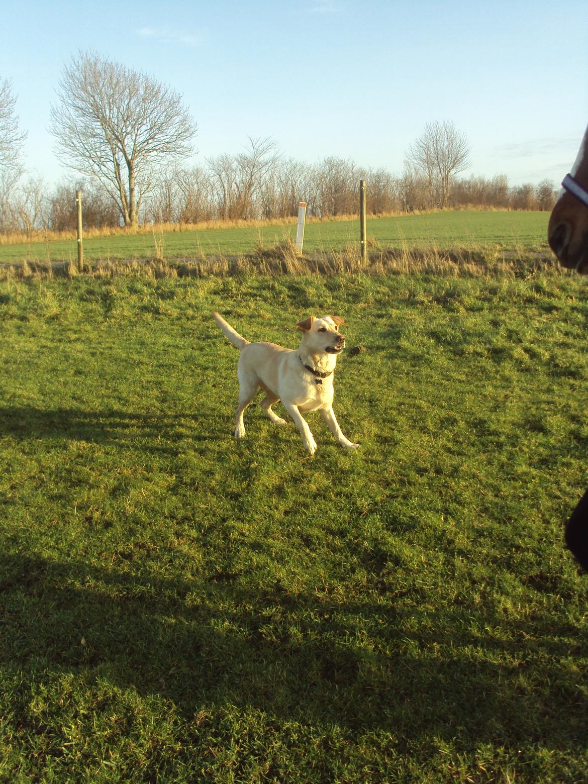Labrador retriever Smilla billede 16