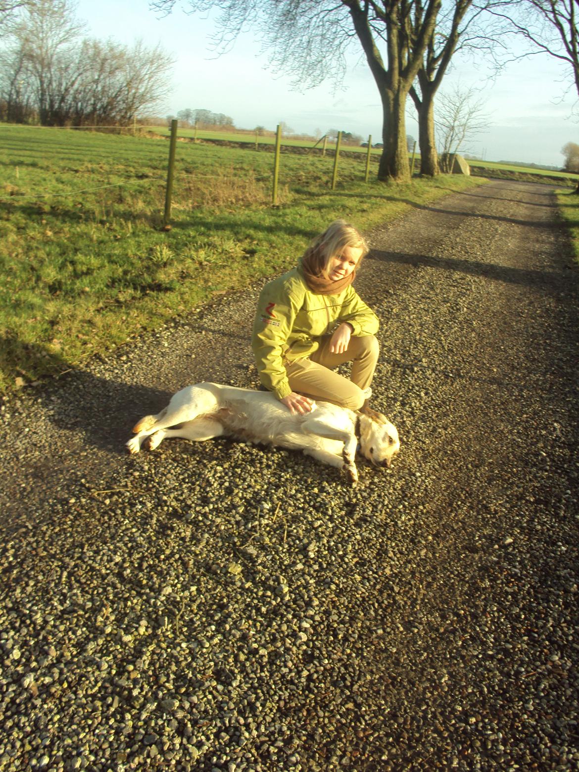Labrador retriever Smilla billede 20