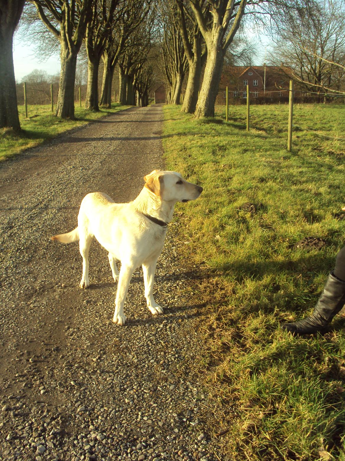Labrador retriever Smilla billede 2