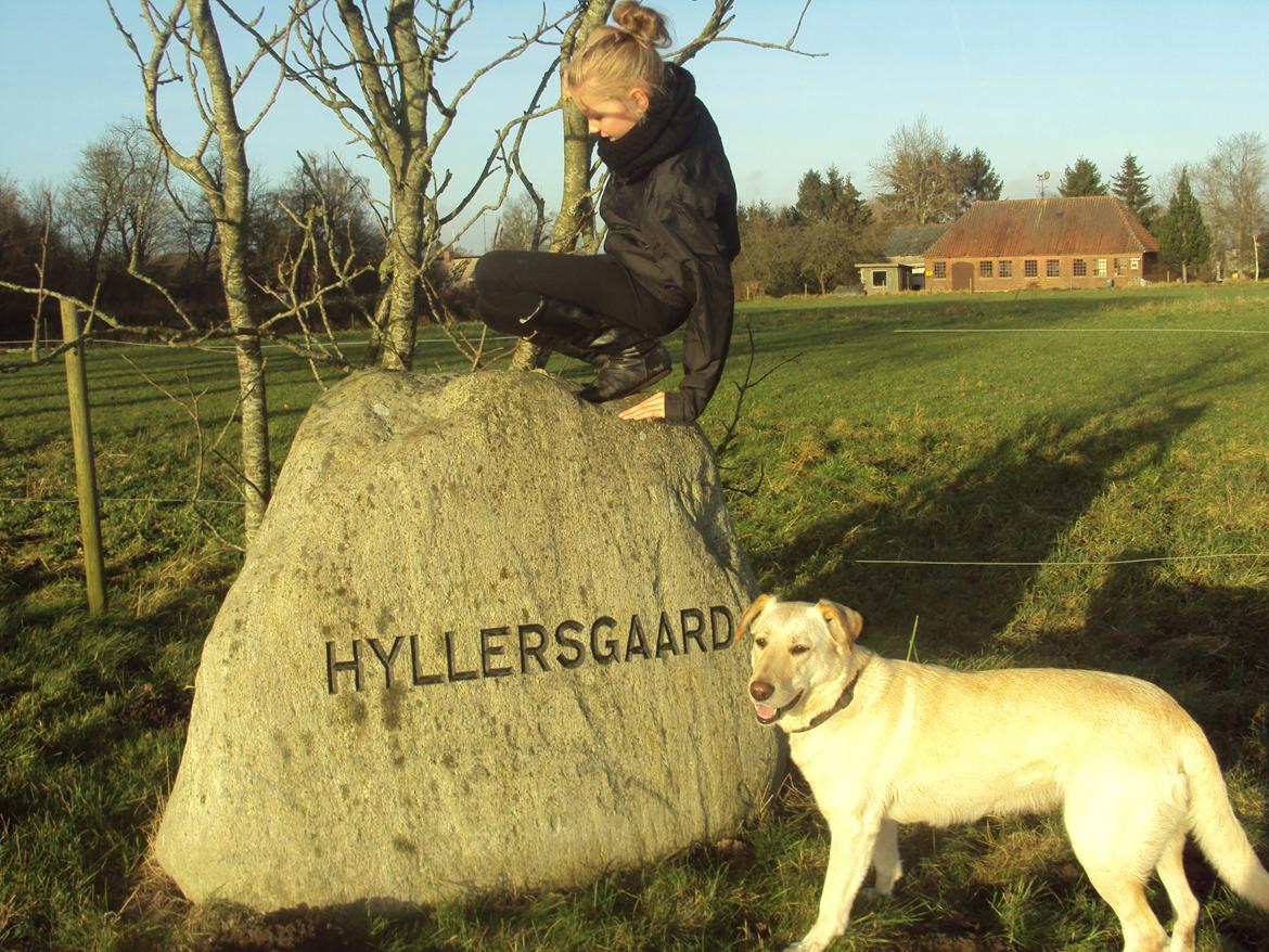 Labrador retriever Smilla billede 6