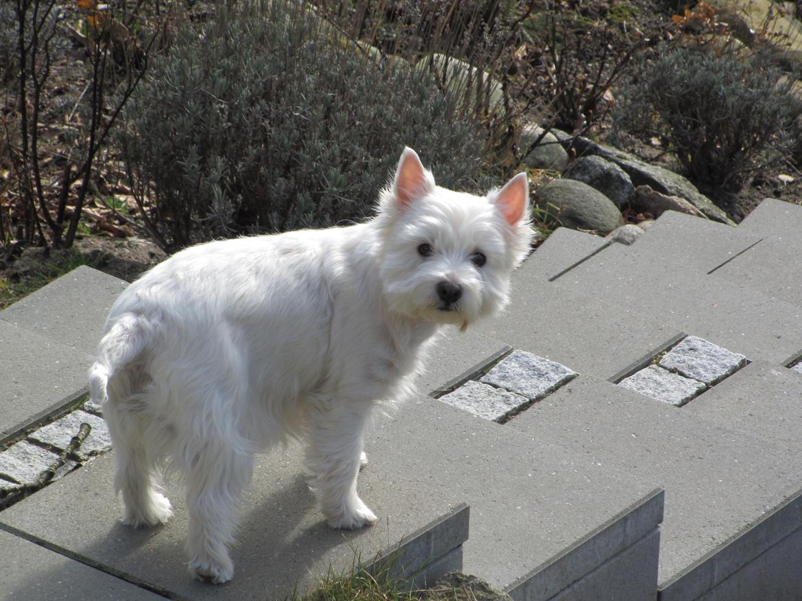 West highland white terrier Gucci billede 2