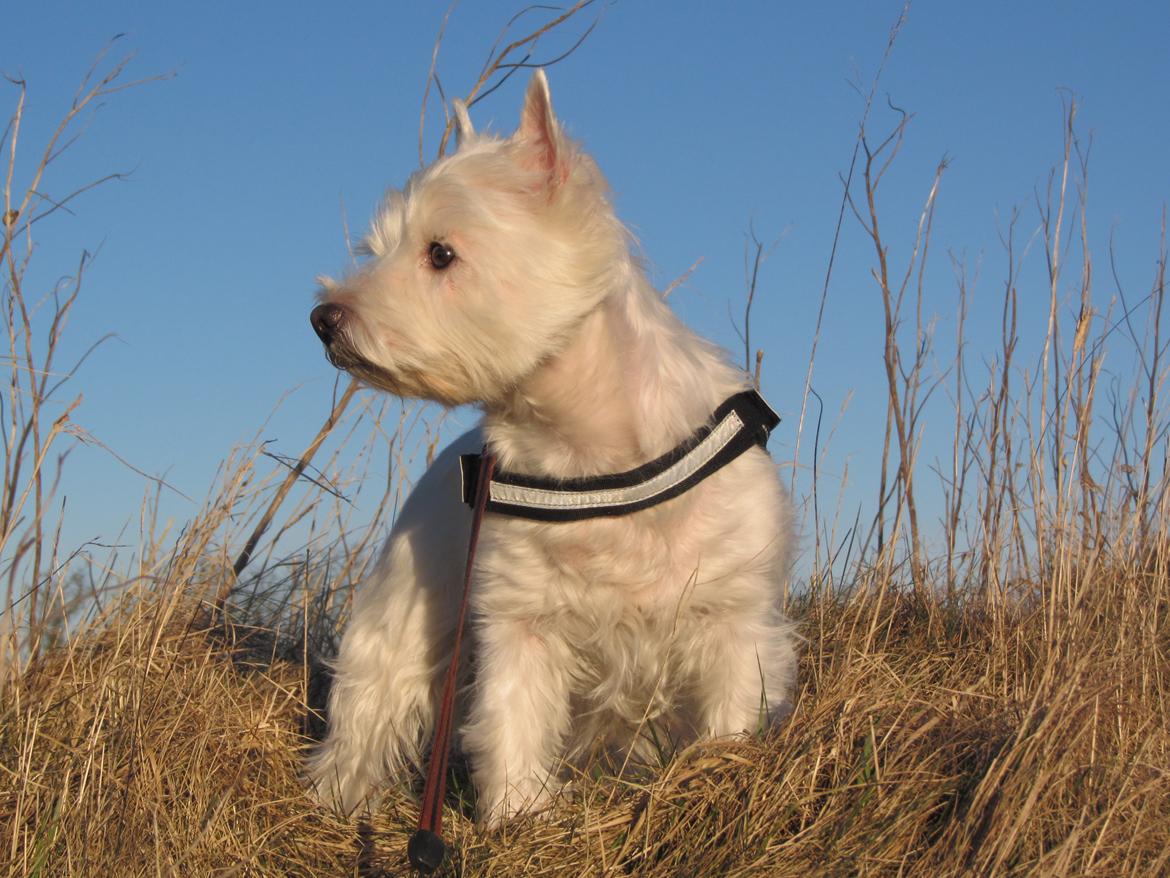 West highland white terrier Gucci billede 3