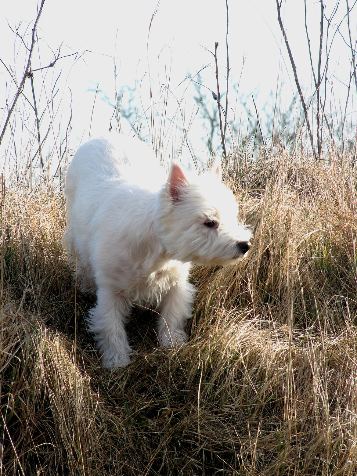 West highland white terrier Gucci billede 6