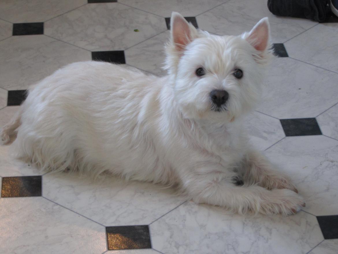 West highland white terrier Gucci billede 9