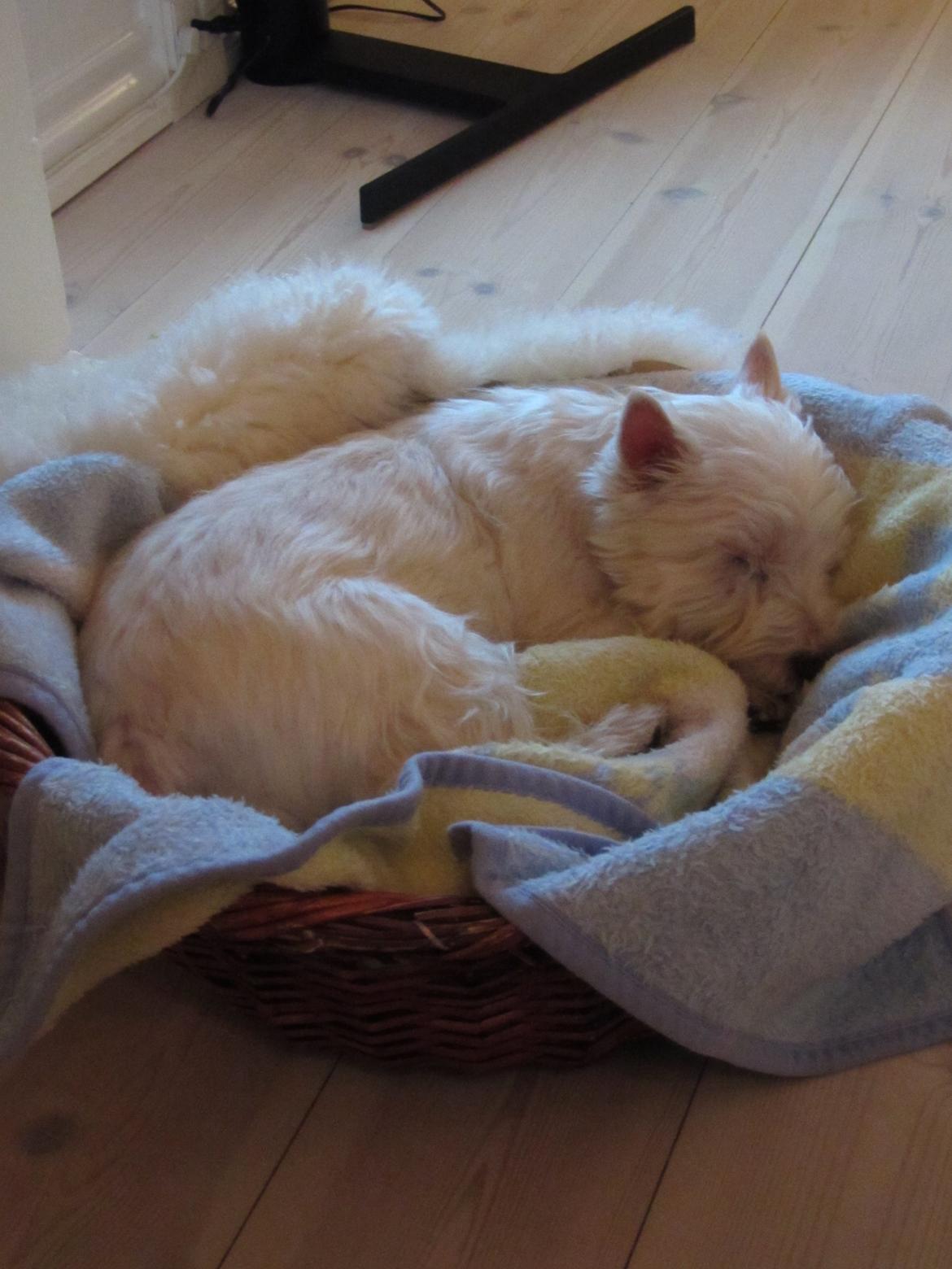 West highland white terrier Gucci billede 10