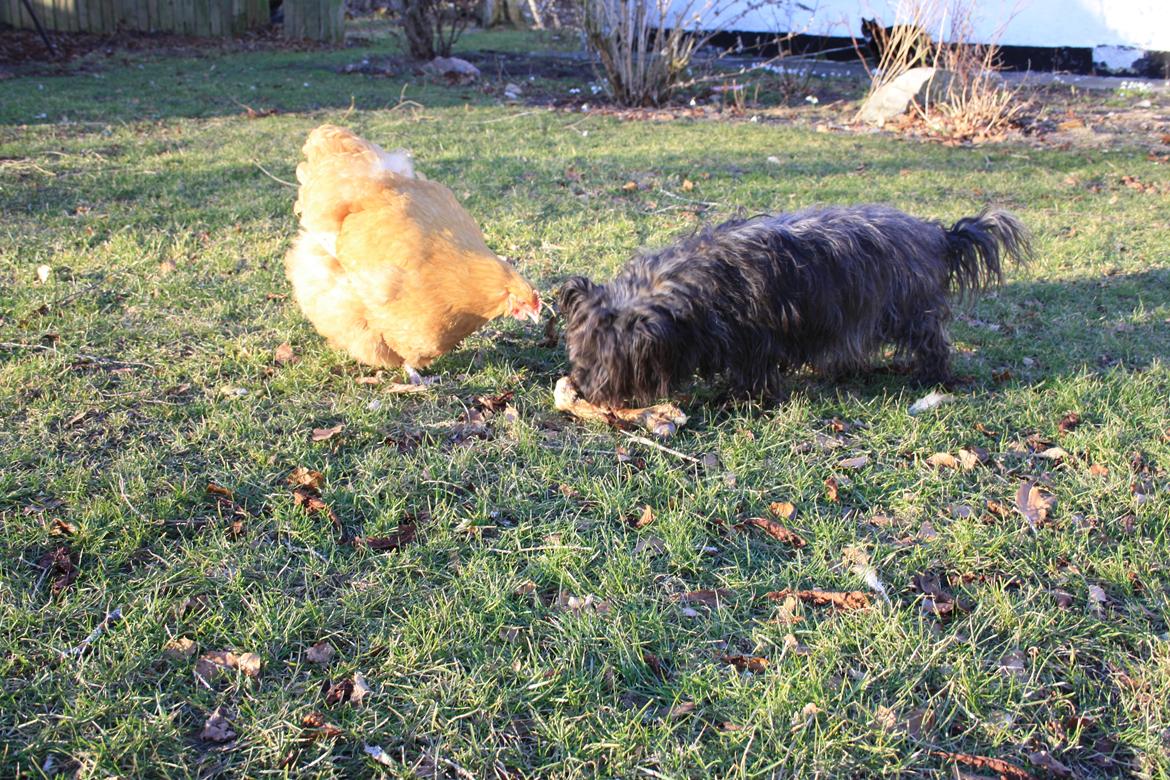 Cairn terrier Tøsen himmelhund - Tøsen deler sit kødben med en af hønerne... billede 7