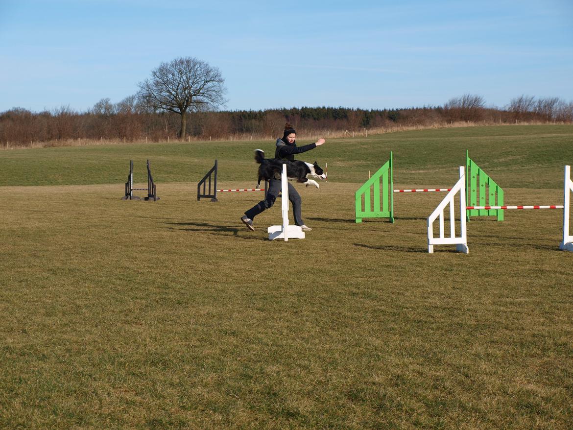 Border collie Aston (Tidl. Hund) billede 12