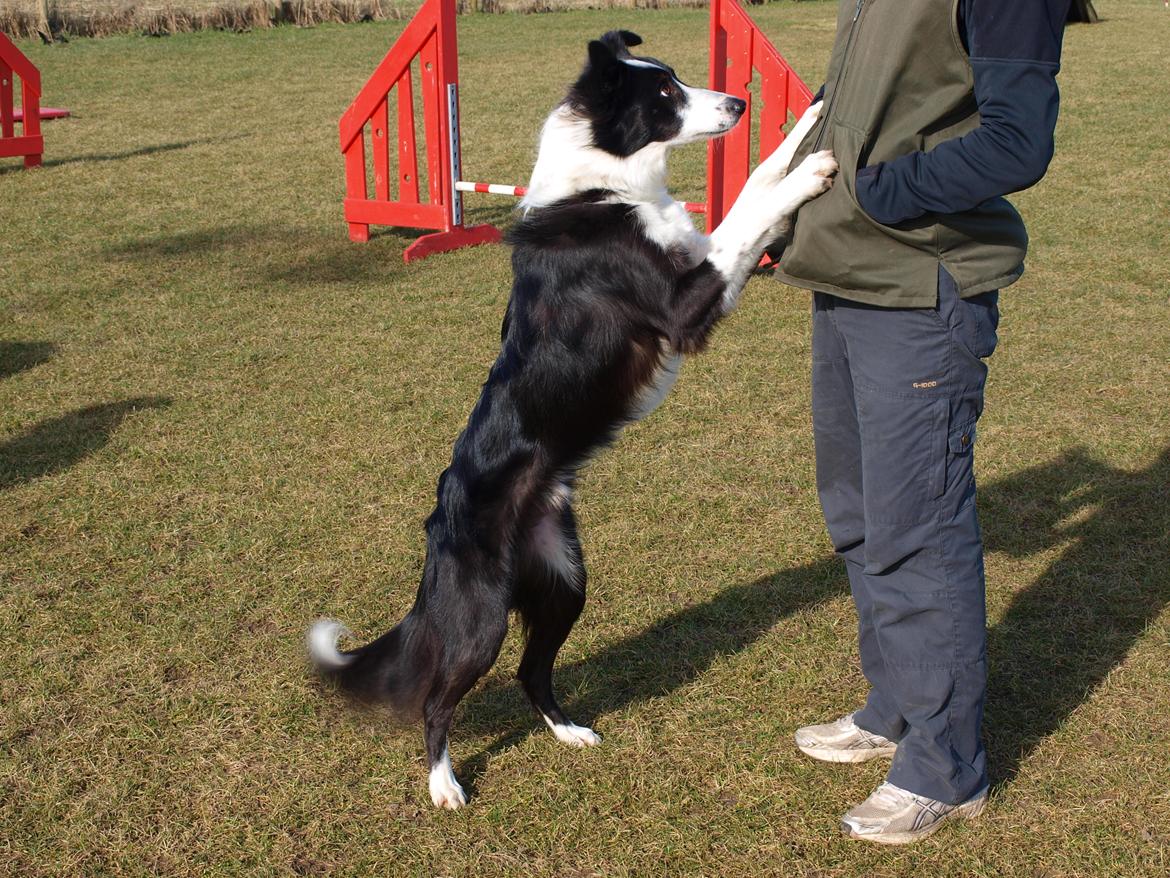 Border collie Aston (Tidl. Hund) billede 13