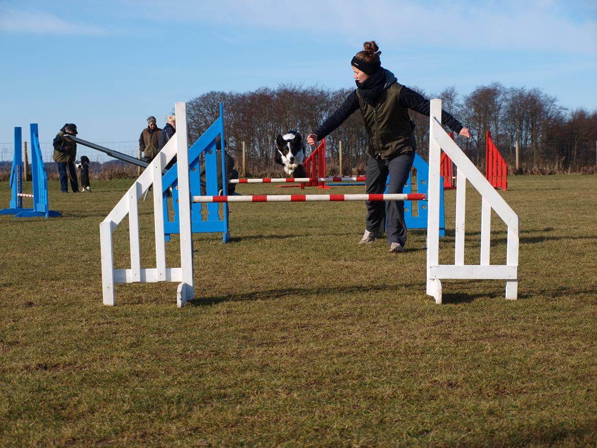 Border collie Aston (Tidl. Hund) billede 14