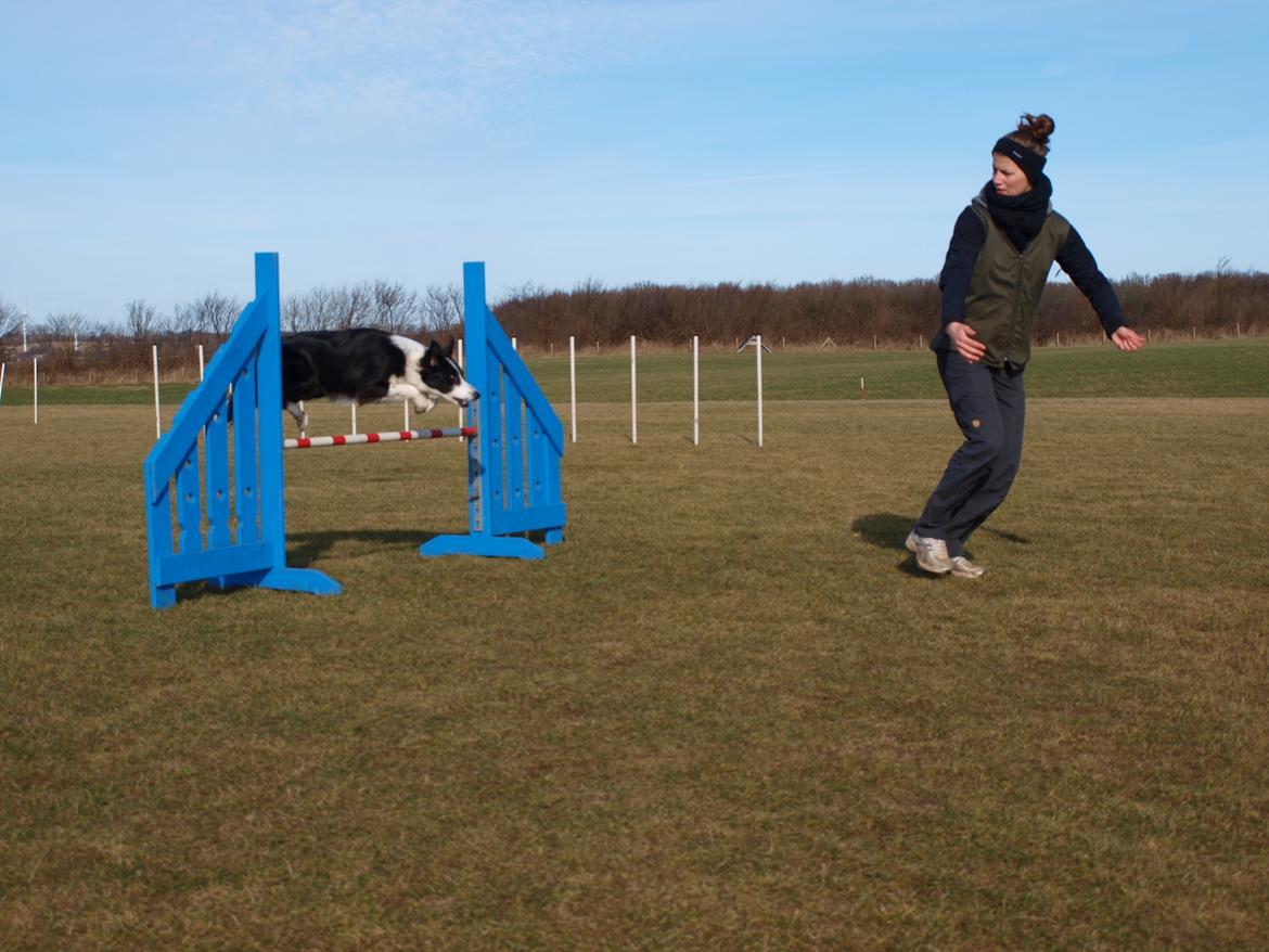 Border collie Aston (Tidl. Hund) billede 15