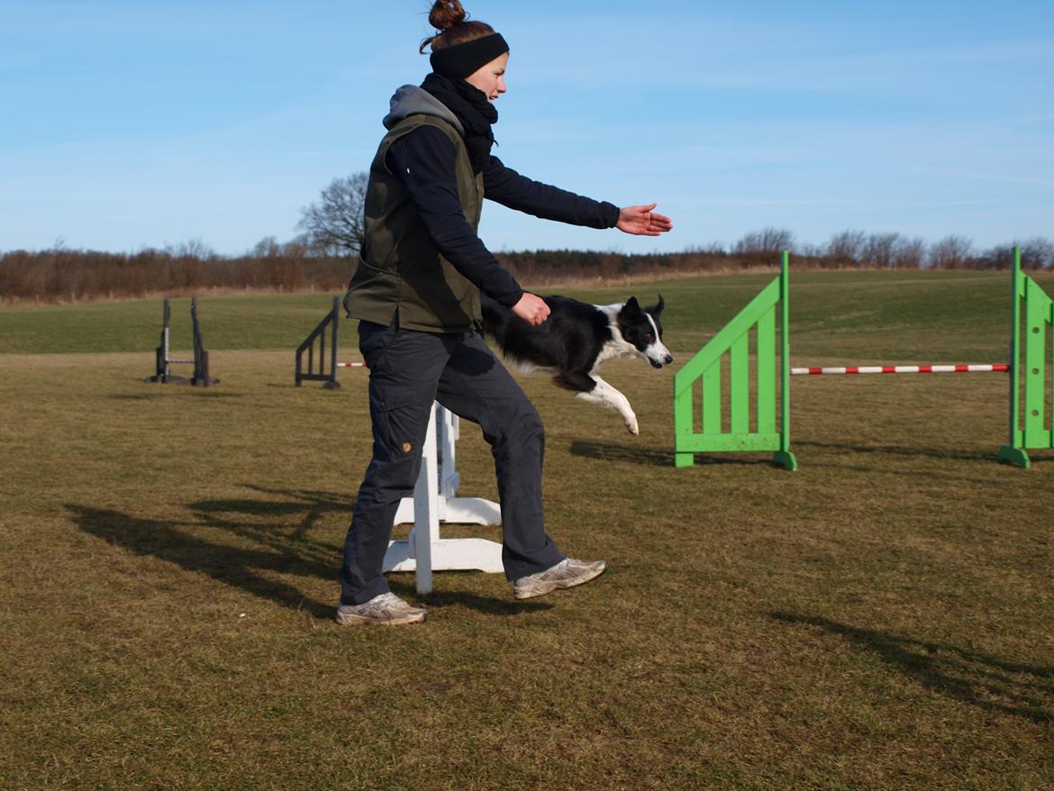 Border collie Aston (Tidl. Hund) billede 16