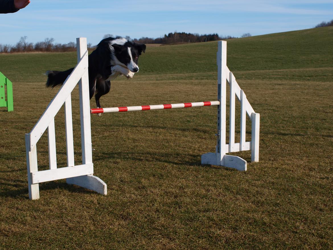 Border collie Aston (Tidl. Hund) billede 17
