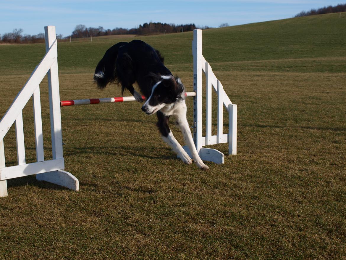 Border collie Aston (Tidl. Hund) billede 18