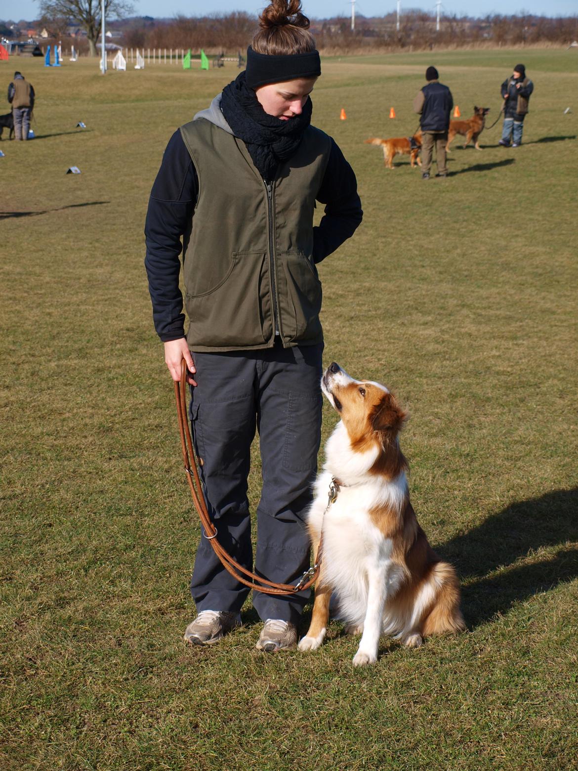 Border collie og Berner sennen, Lotus (Himmelhund) billede 14