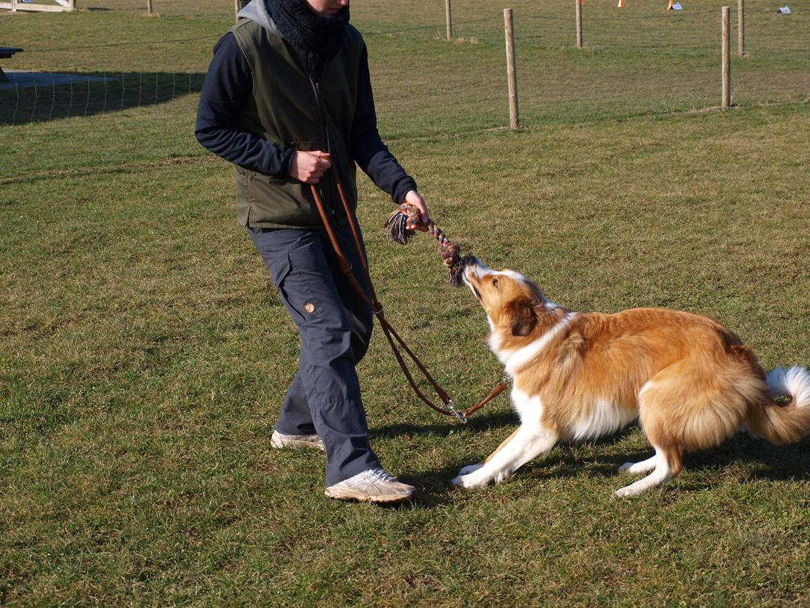Border collie og Berner sennen, Lotus (Himmelhund) billede 15