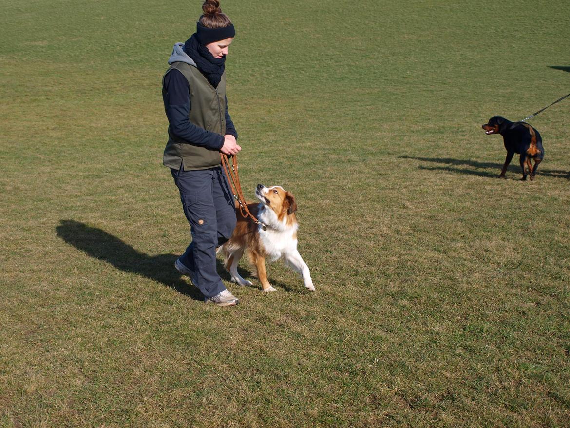 Border collie og Berner sennen, Lotus (Himmelhund) billede 17
