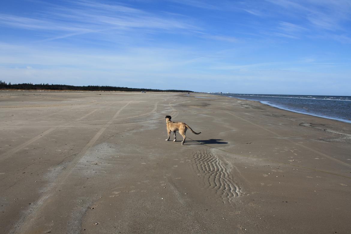 Irsk ulvehund Maggie - Strandtur... vådt, koldt og dejligt... billede 11