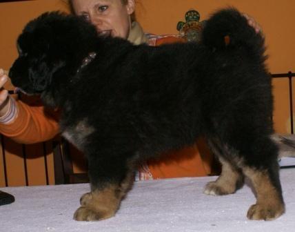 Tibetansk mastiff Saga billede 11