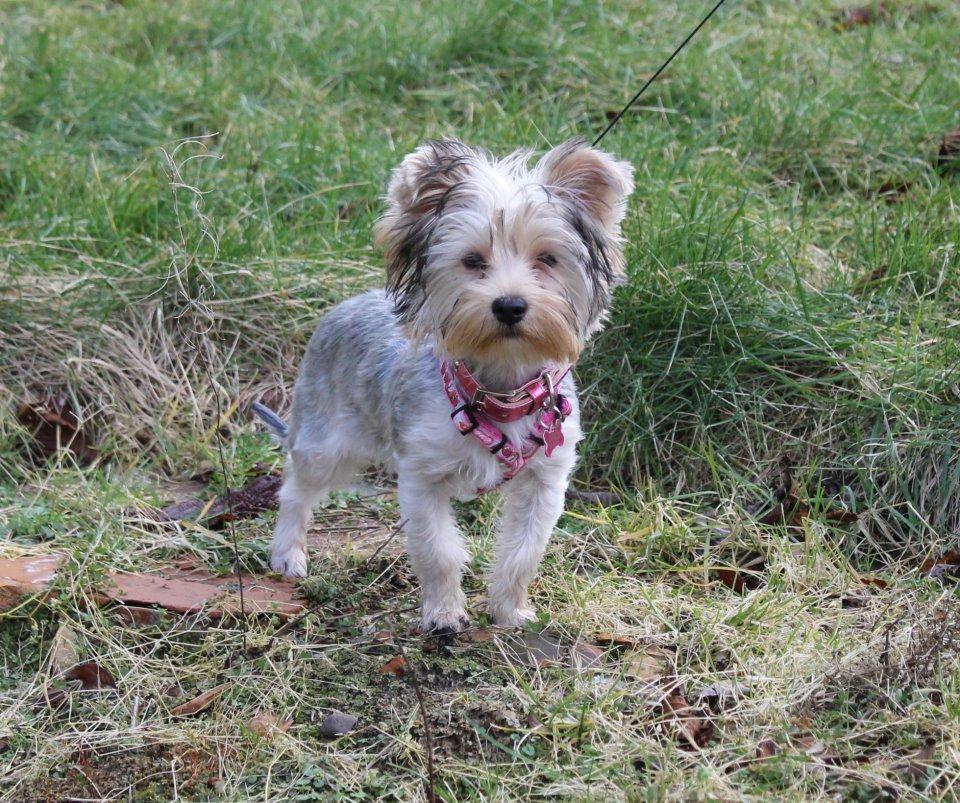 Yorkshire terrier Perle billede 1