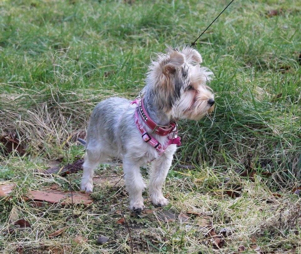 Yorkshire terrier Perle billede 2