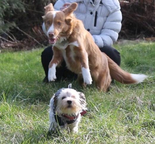 Yorkshire terrier Perle billede 3