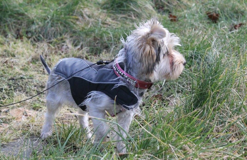 Yorkshire terrier Perle billede 4