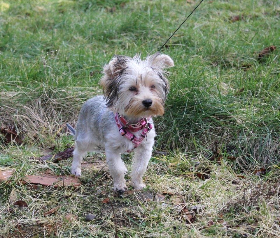 Yorkshire terrier Perle billede 5
