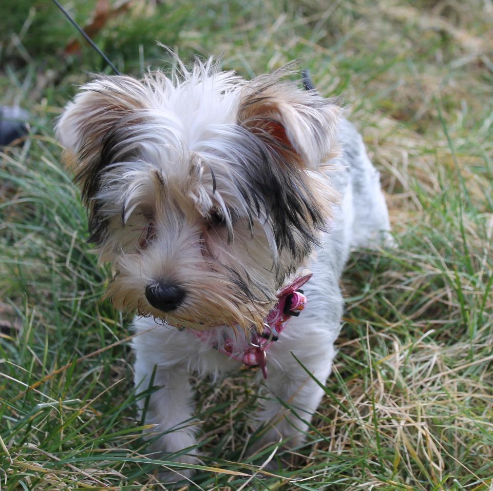 Yorkshire terrier Perle billede 6