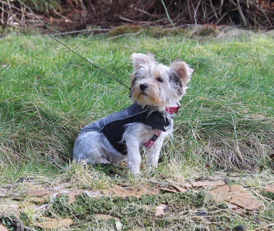 Yorkshire terrier Perle billede 7