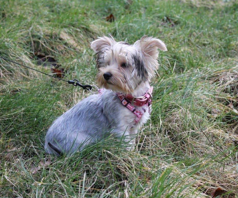 Yorkshire terrier Perle billede 8