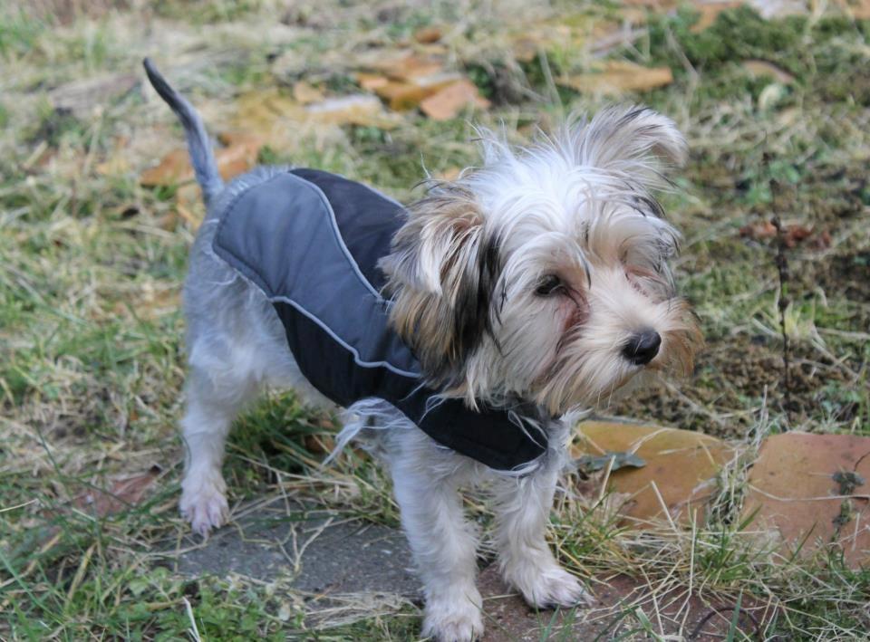 Yorkshire terrier Perle billede 9