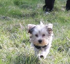 Yorkshire terrier Perle billede 10