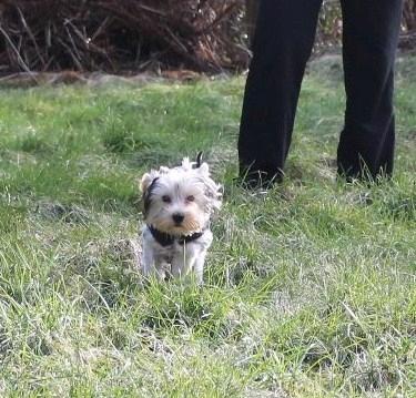 Yorkshire terrier Perle billede 11