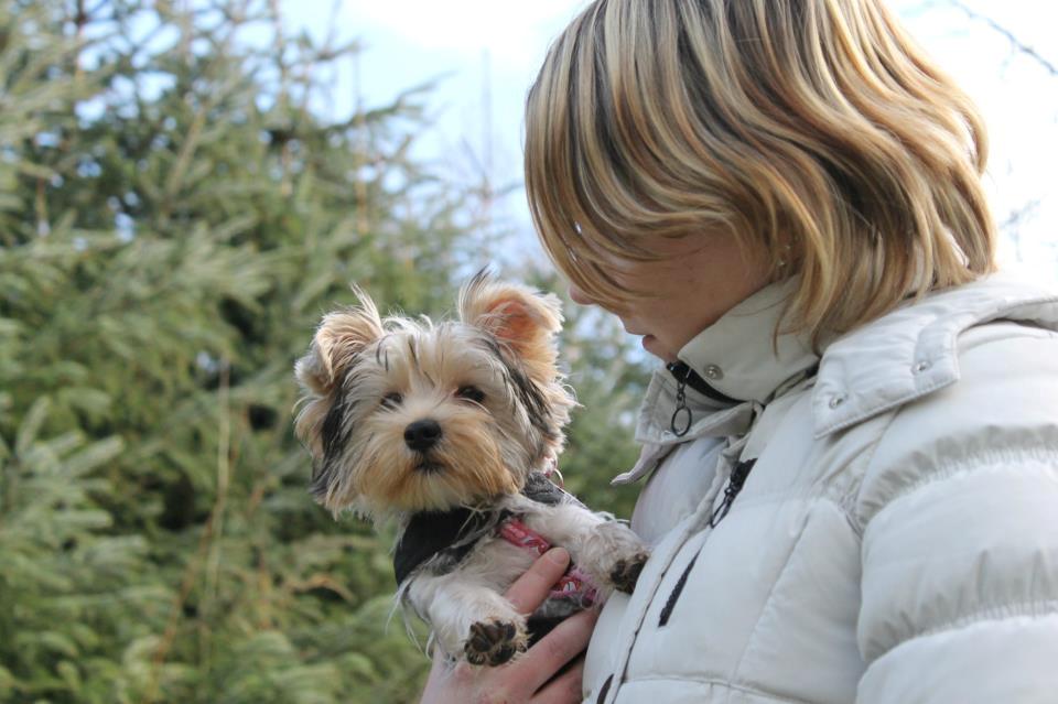 Yorkshire terrier Perle billede 12